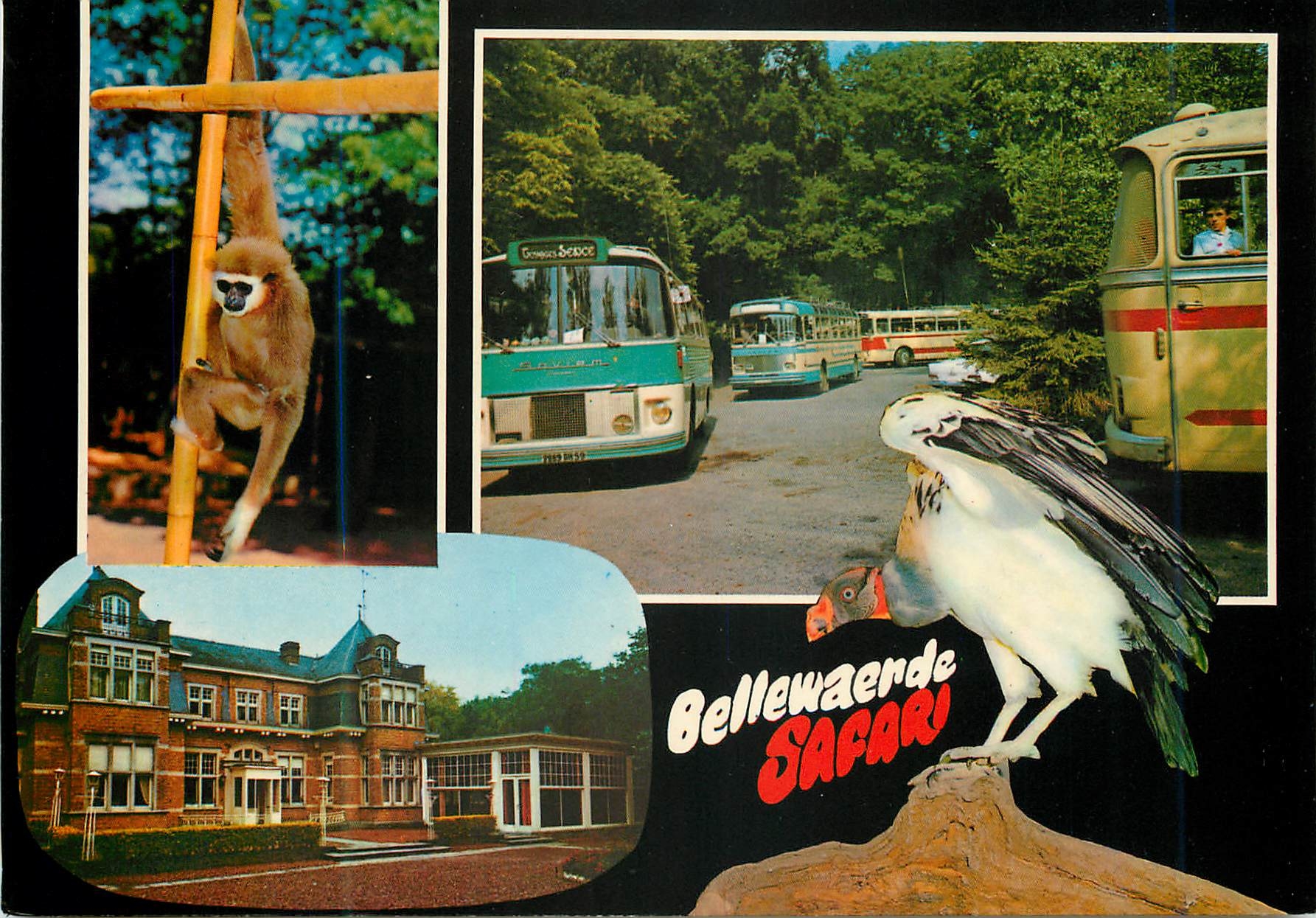 CPM Bellewaerde Safari Bann route menen leper Singe Rapace Parc d'attractions