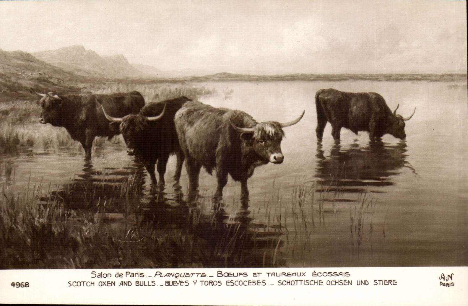 Fantaisie CPA Salon de Paris Planquette Boeufs et taureux ecossais (scottish cows Scotland)
