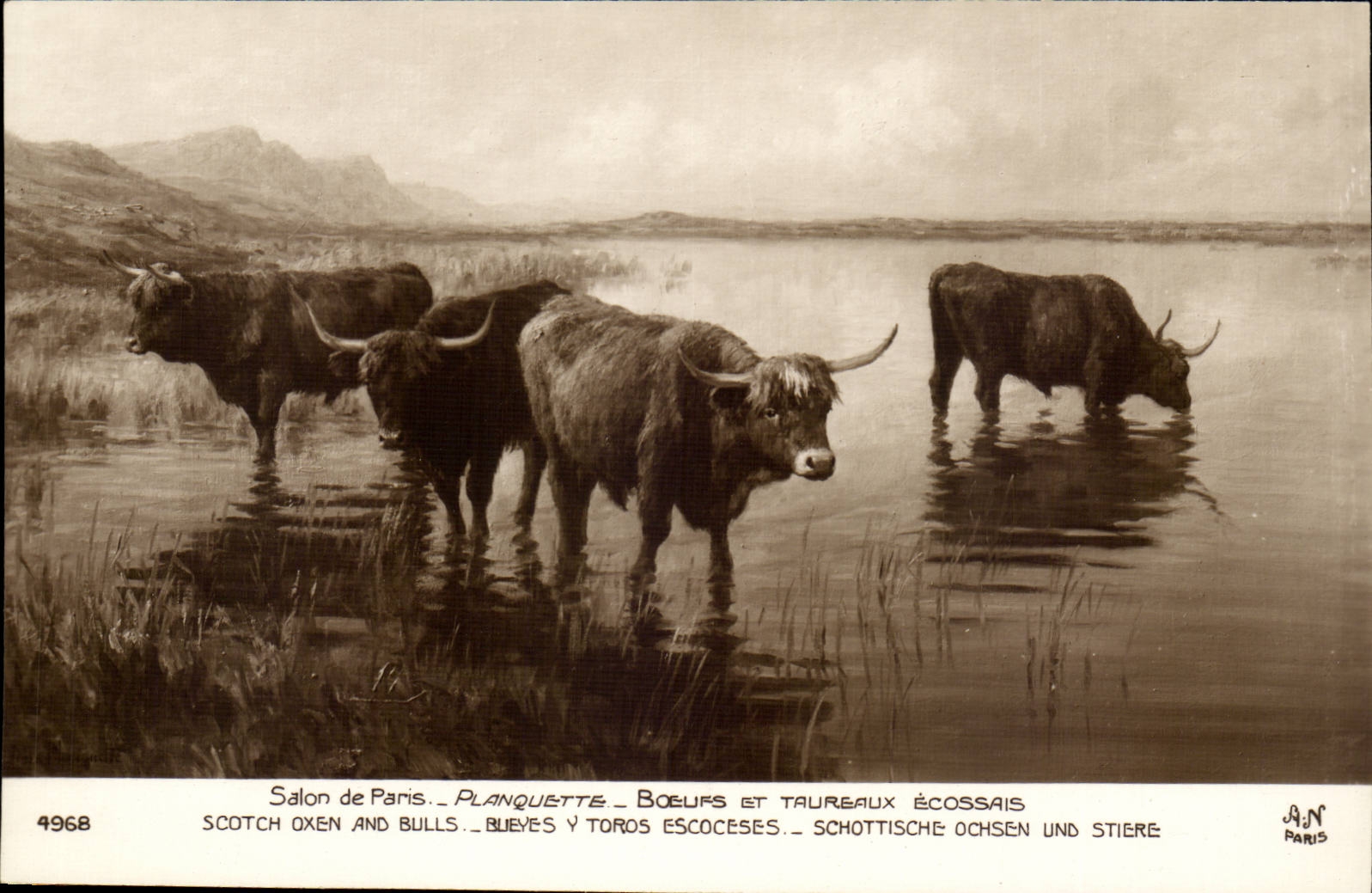 Fantaisie CPA Planquette Boeufs et taureaux ecossais (bulls)