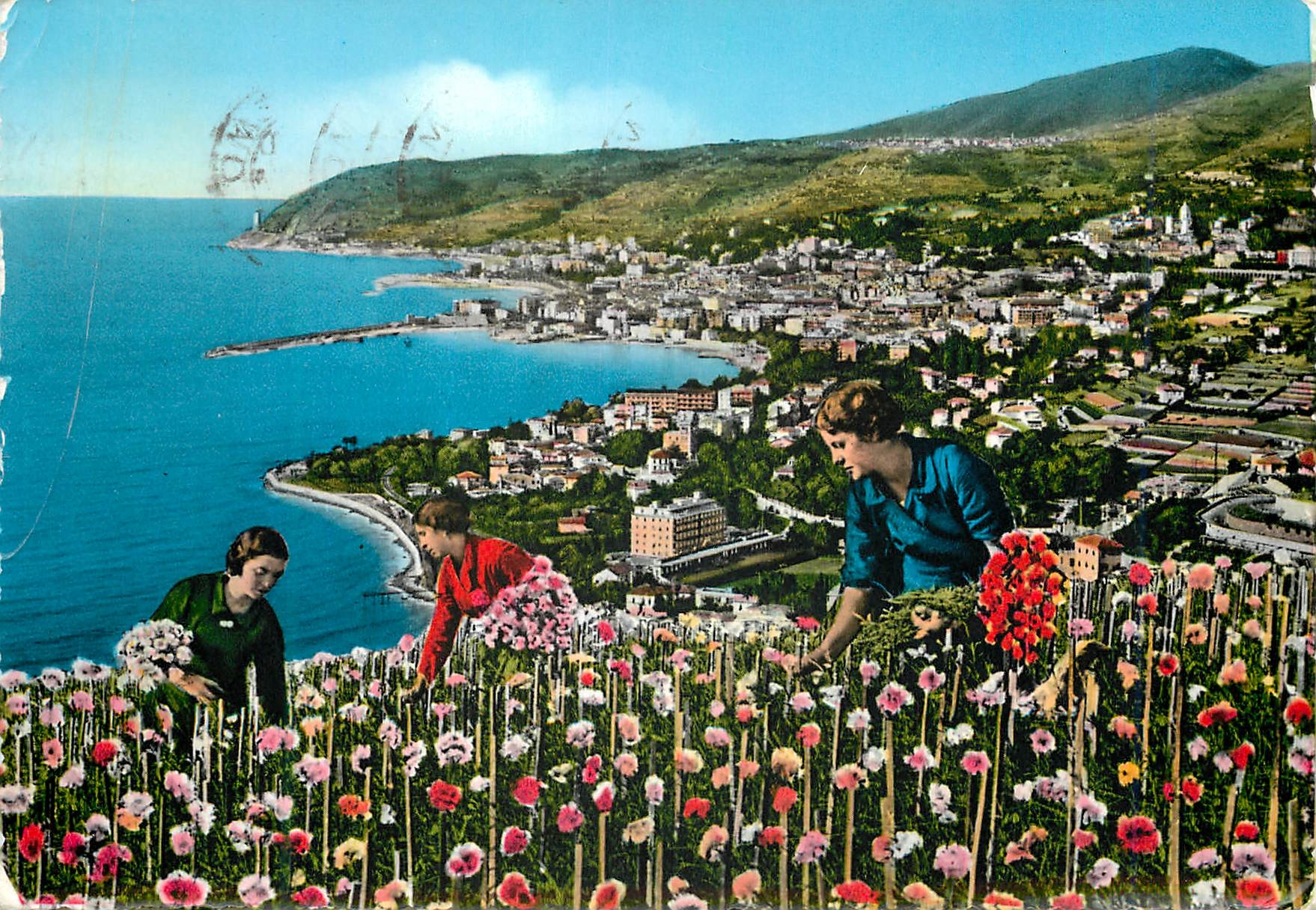 CPM San Remo Riviera dei fiori Recolte d'oeillets