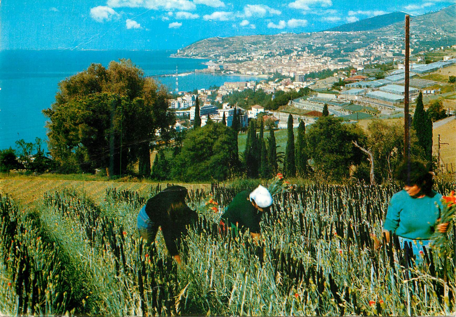 CPM San Remo Riviera dei fiori Panorama vu des champs d'oeilles de Paggio