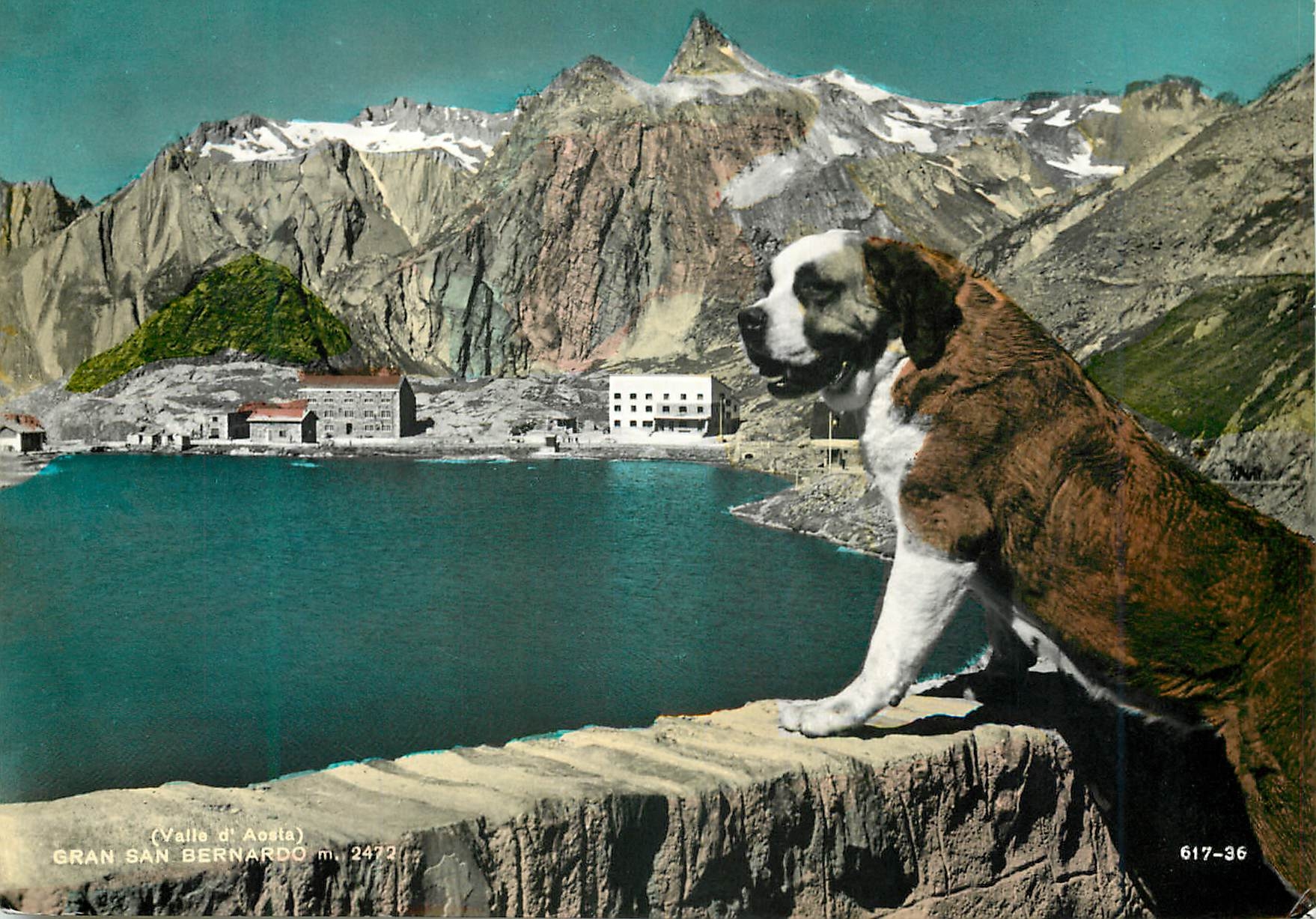 CPM Chiens Saint Bernard