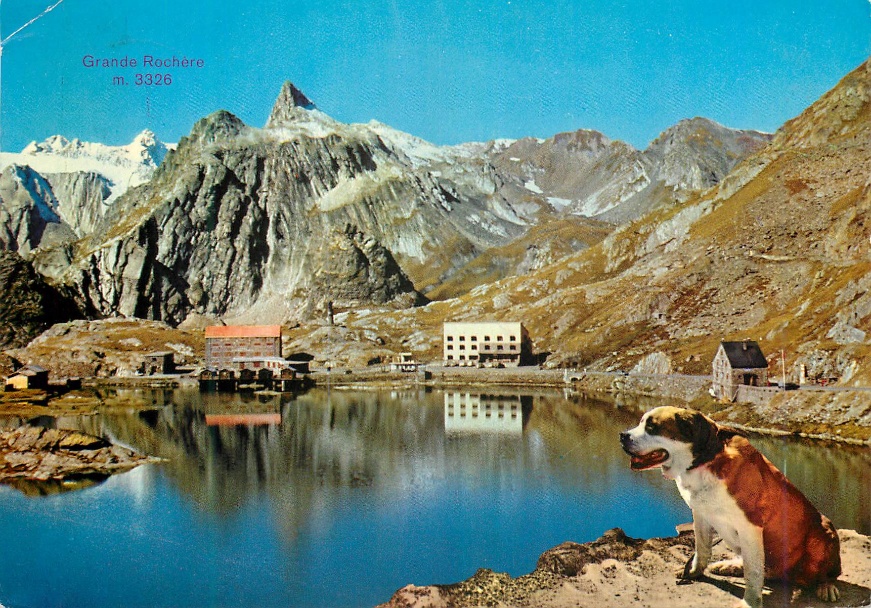 CPM Col du grand saint bernado valais (suisse)alt 2472 m Chien