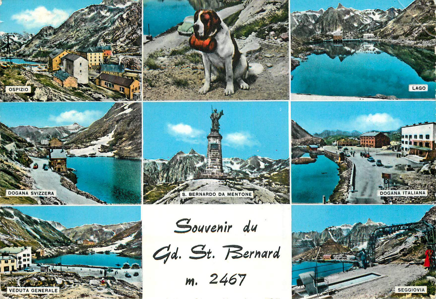 CPM Souvenir du Gd st bernard m 2467 Chien