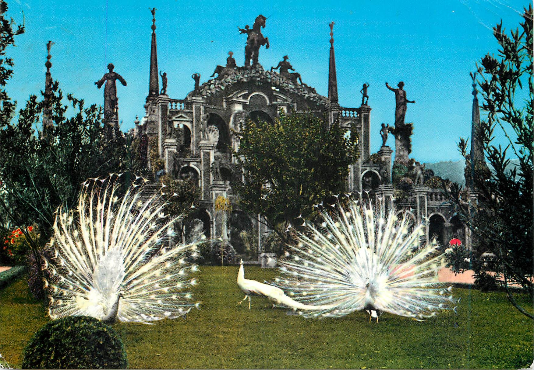 CPM Lac majeur isola bella jardin avec les paons