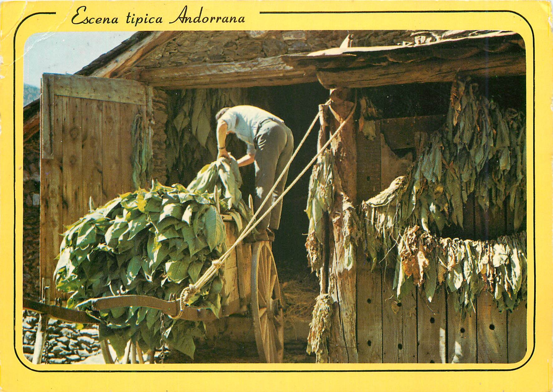 CPM Andorra Valls d'Andorra Scene typique Andorranne La rentree du tabac pour le sechage