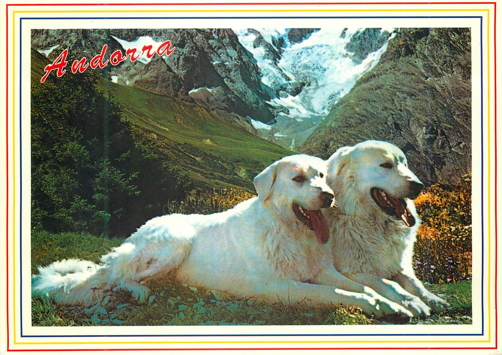 CPM Andorra Valls d'Andorra Chiens des Pyrenees