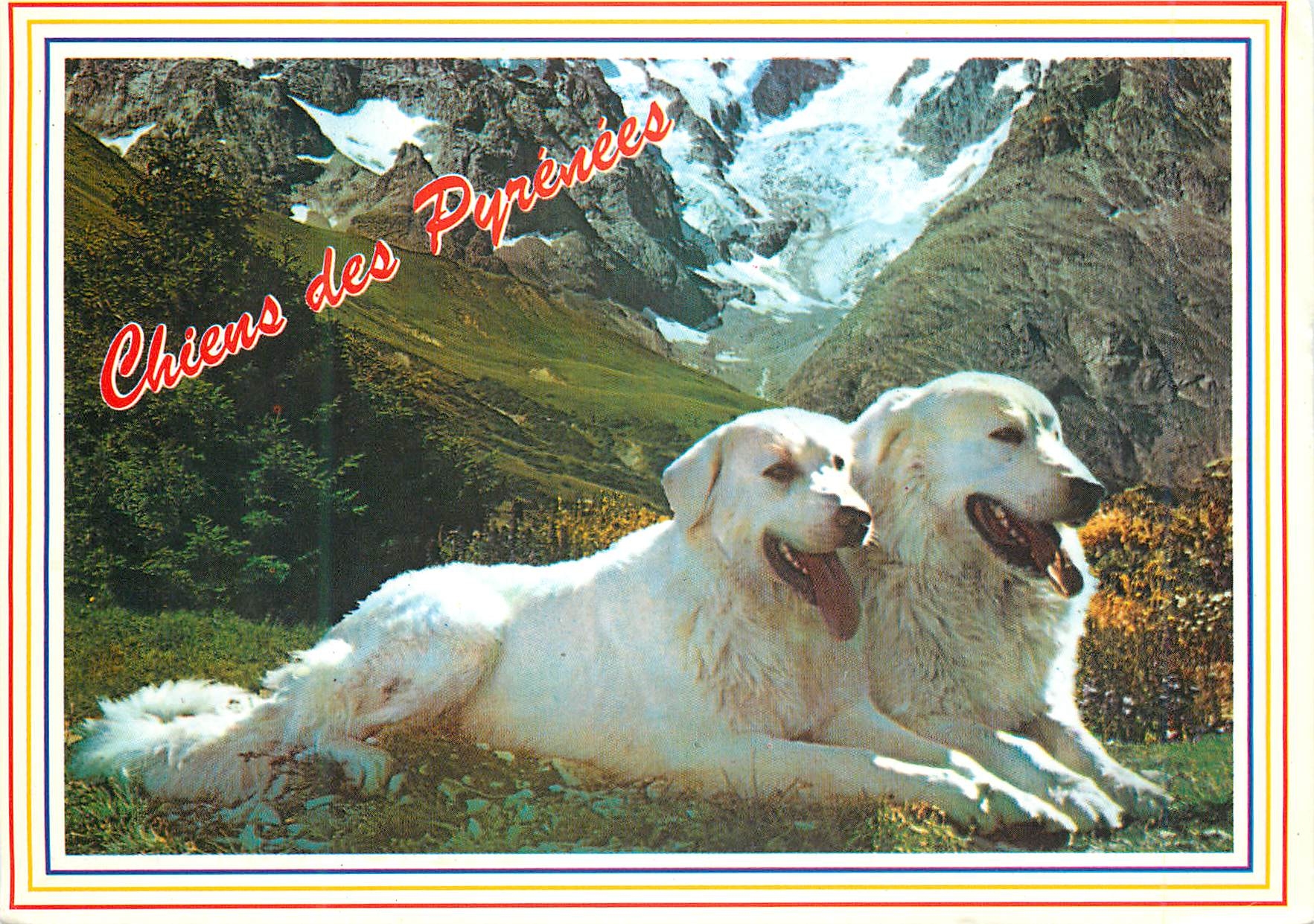 CPM Andorra Valls d'Andorra Chiens des Pyrenees