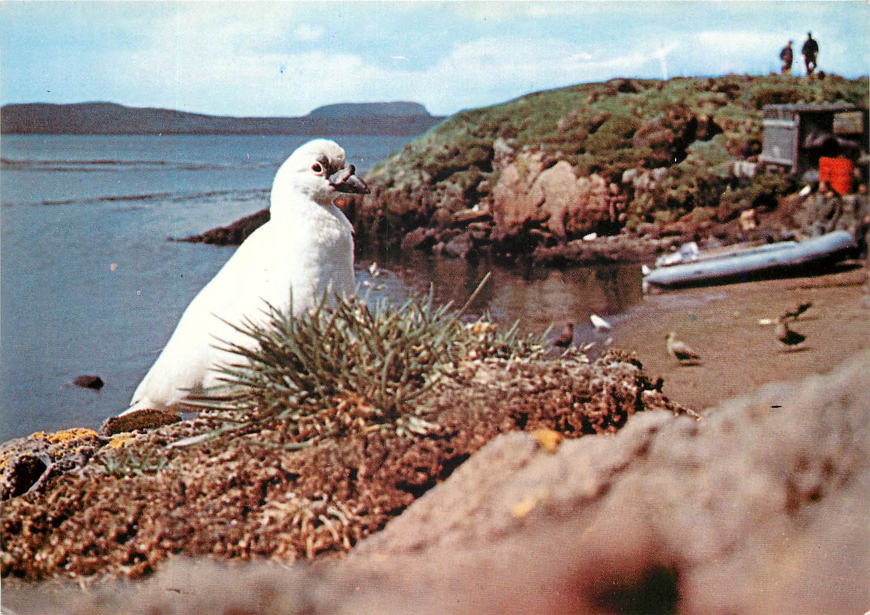 Chionis et skuas à Port-Bizet (île Longue) — Archipel Kerguelen — T.A.A.F. — n°35