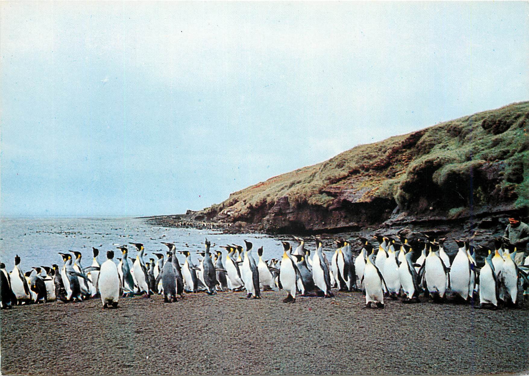 Penguins — Baie du Marin, Archipel Crozet — T.A.A.F. — n°38