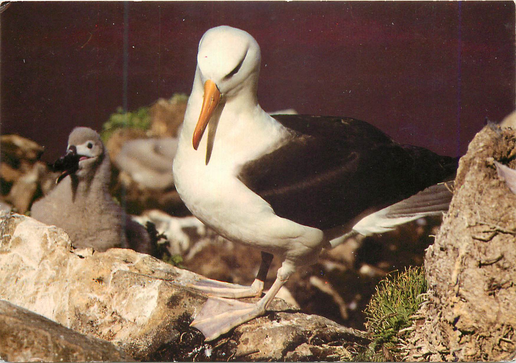Albatros sourcils noirs — Terres Australes et Antarctiques Françaises — éditeur Horizons, n°278.22.21