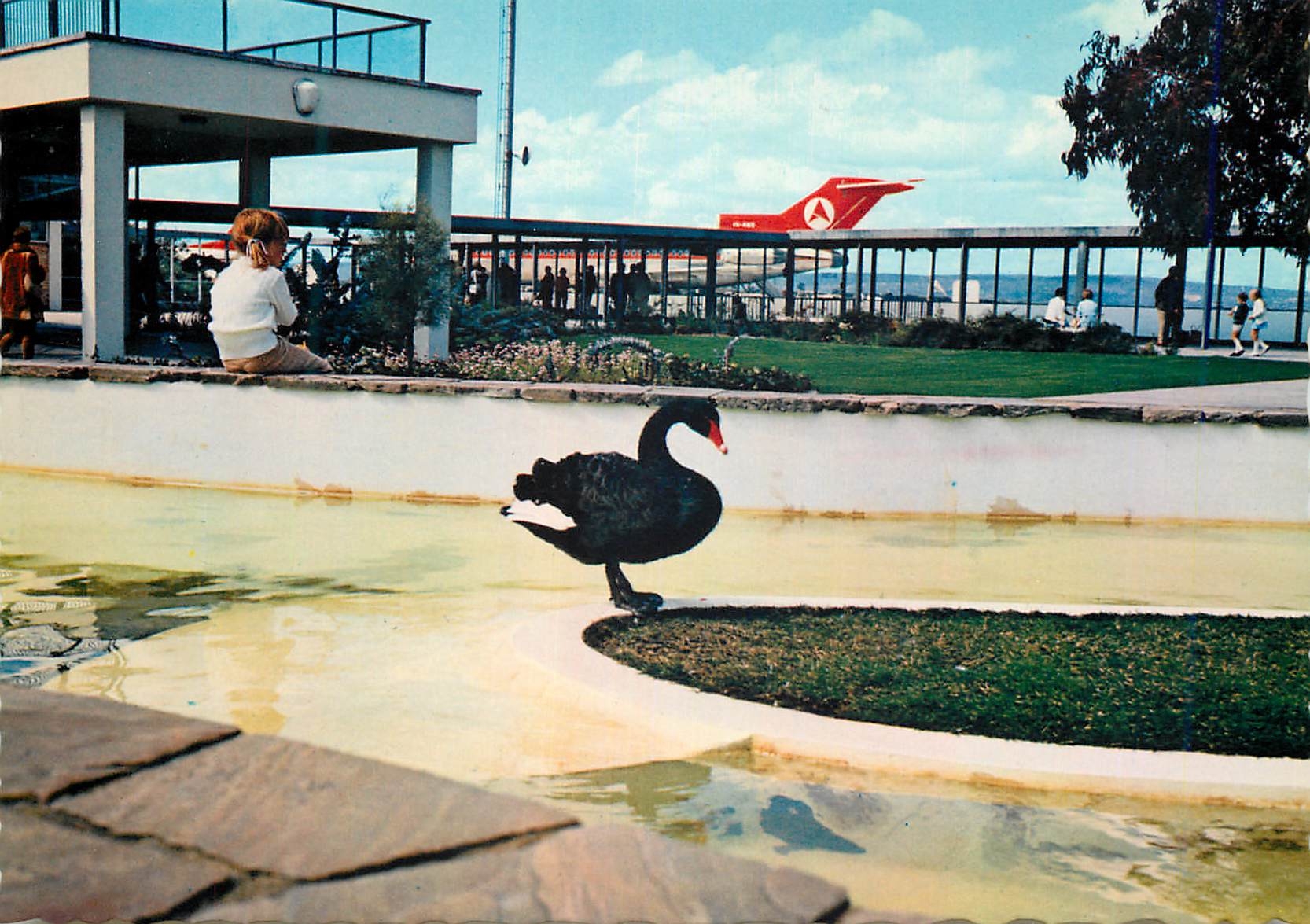 CPM Perth Black swan at Perth Airport Avion