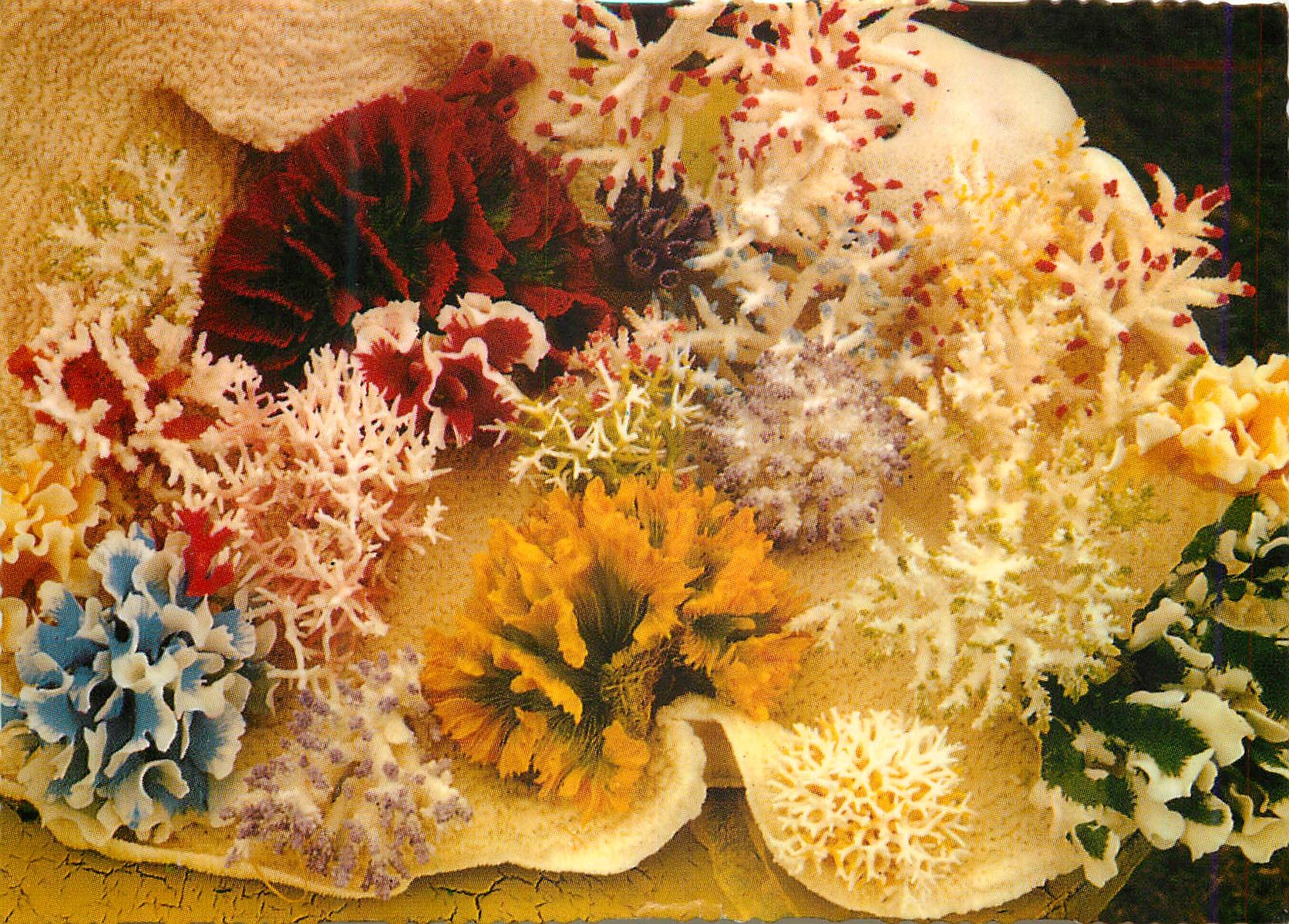 CPM Australia Selected coral of the Great Barrier Reef