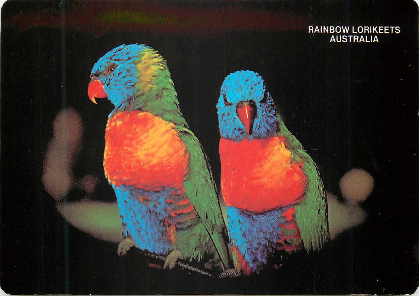 CPM Australia Rainbow Lorikeets