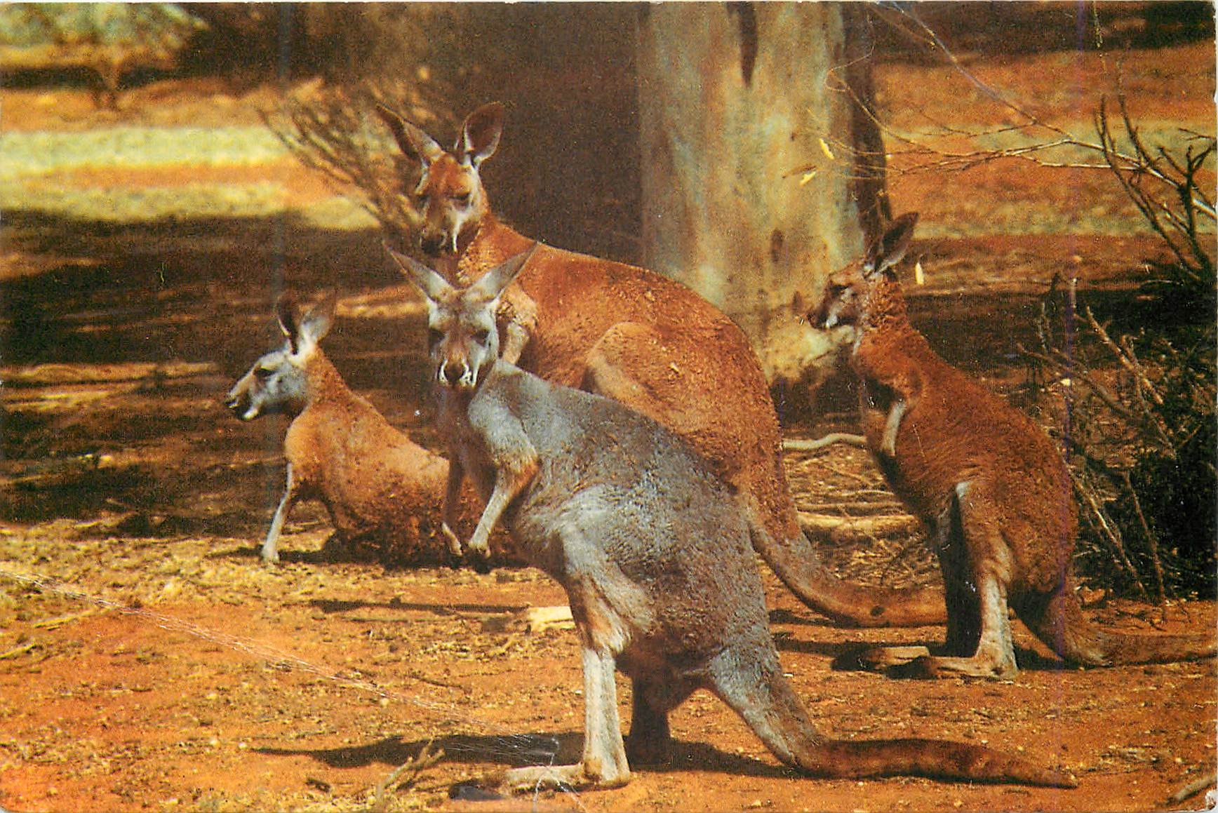 CPM Australia Kangaroo