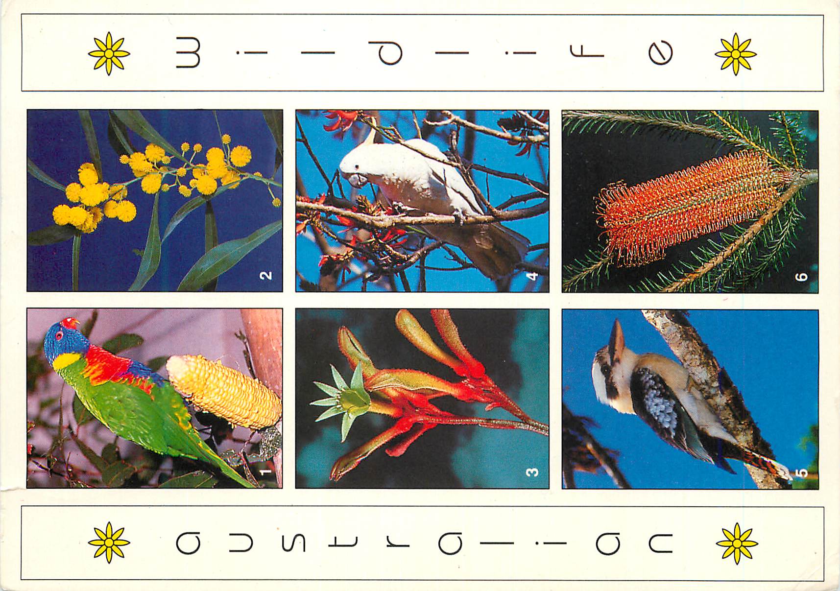 CPM Australia Native australian flowers & Birds