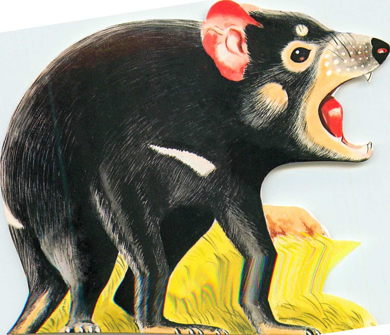 CPM Australia Tasmania Devil - Vorderseite