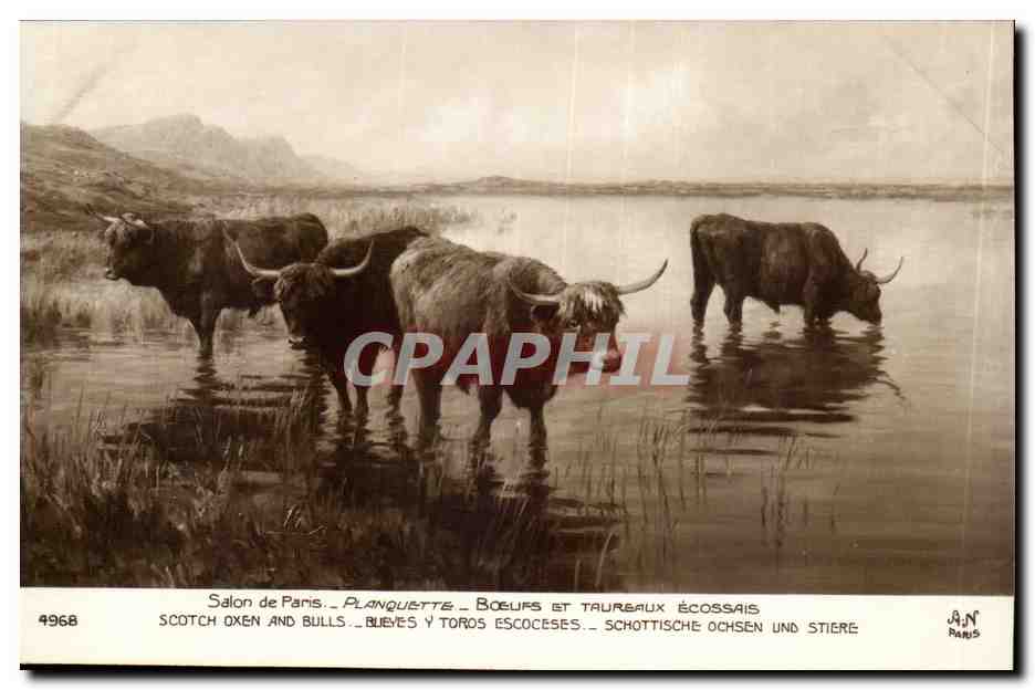 CPA Fantaisie Salon de Paris Planquette Boeufs et taureaux ecossais