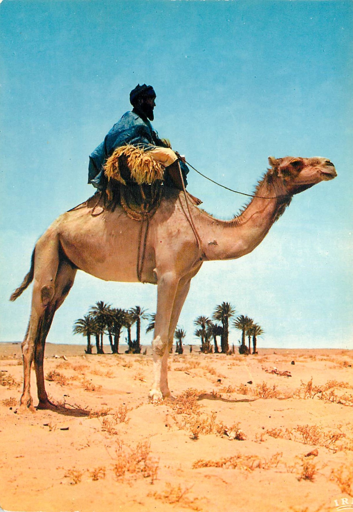 Arrivée à un oasis — Sahara espagnol — Éditions Iris Mexichrome, n° 30.016