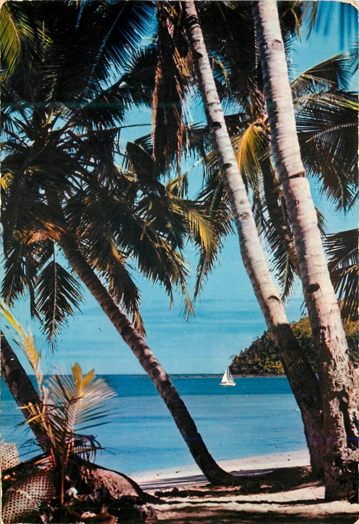 CPM Senegal Plage de cocotiers