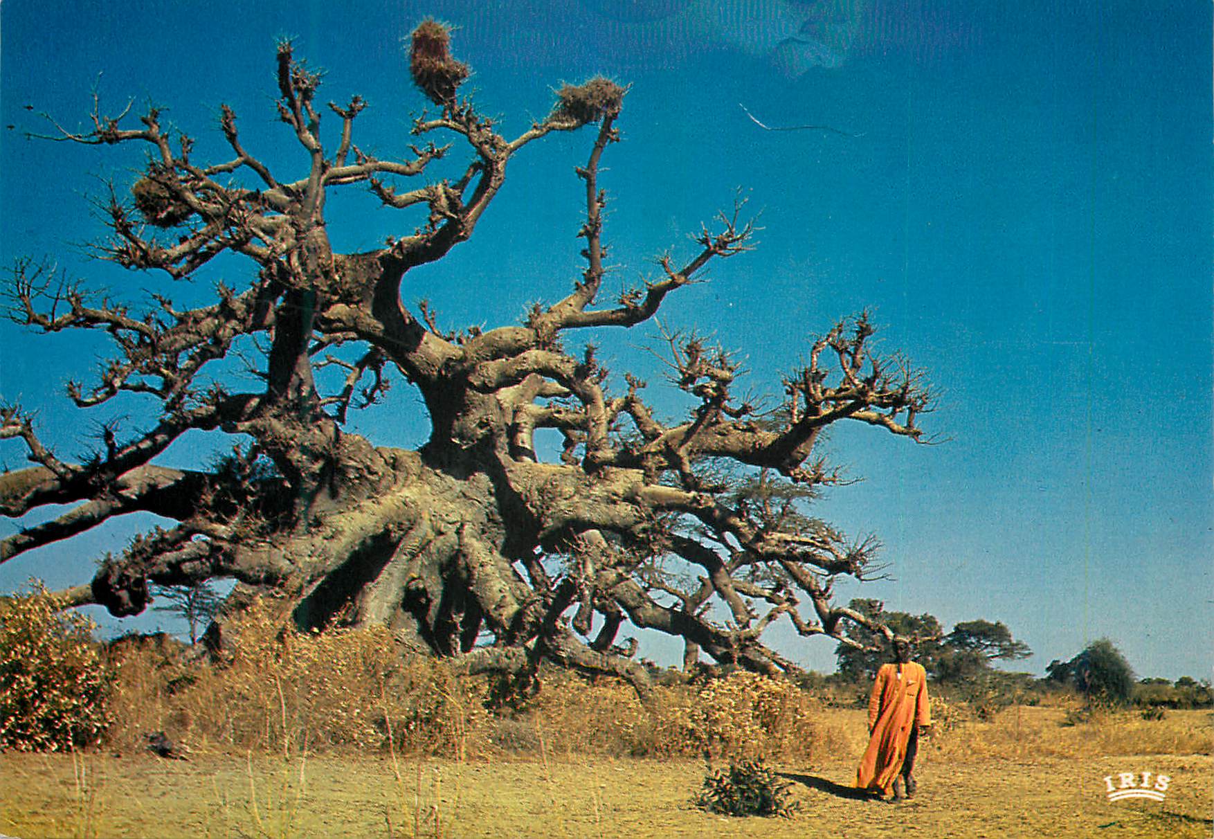 CPM Senegal Baobab