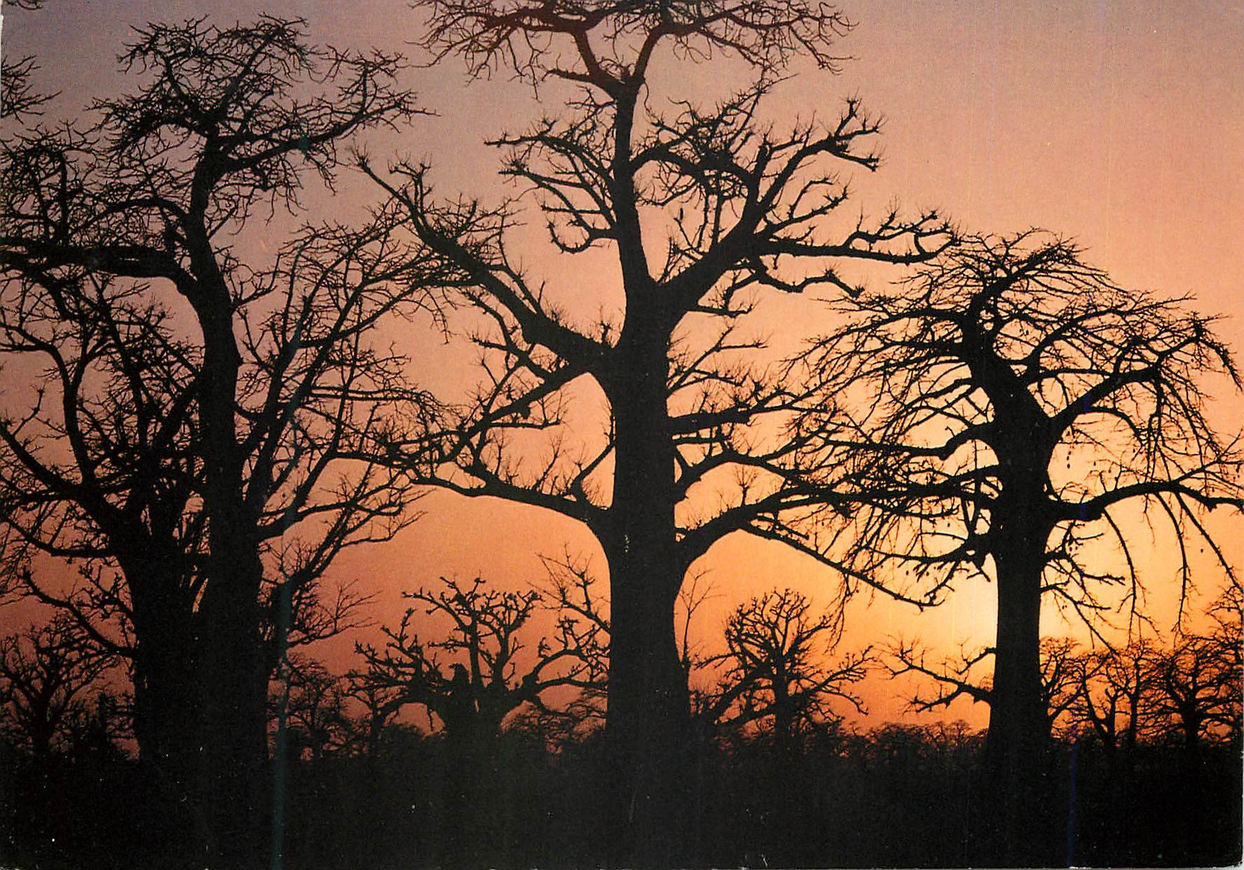 CPM Senegal La foret de baobabs