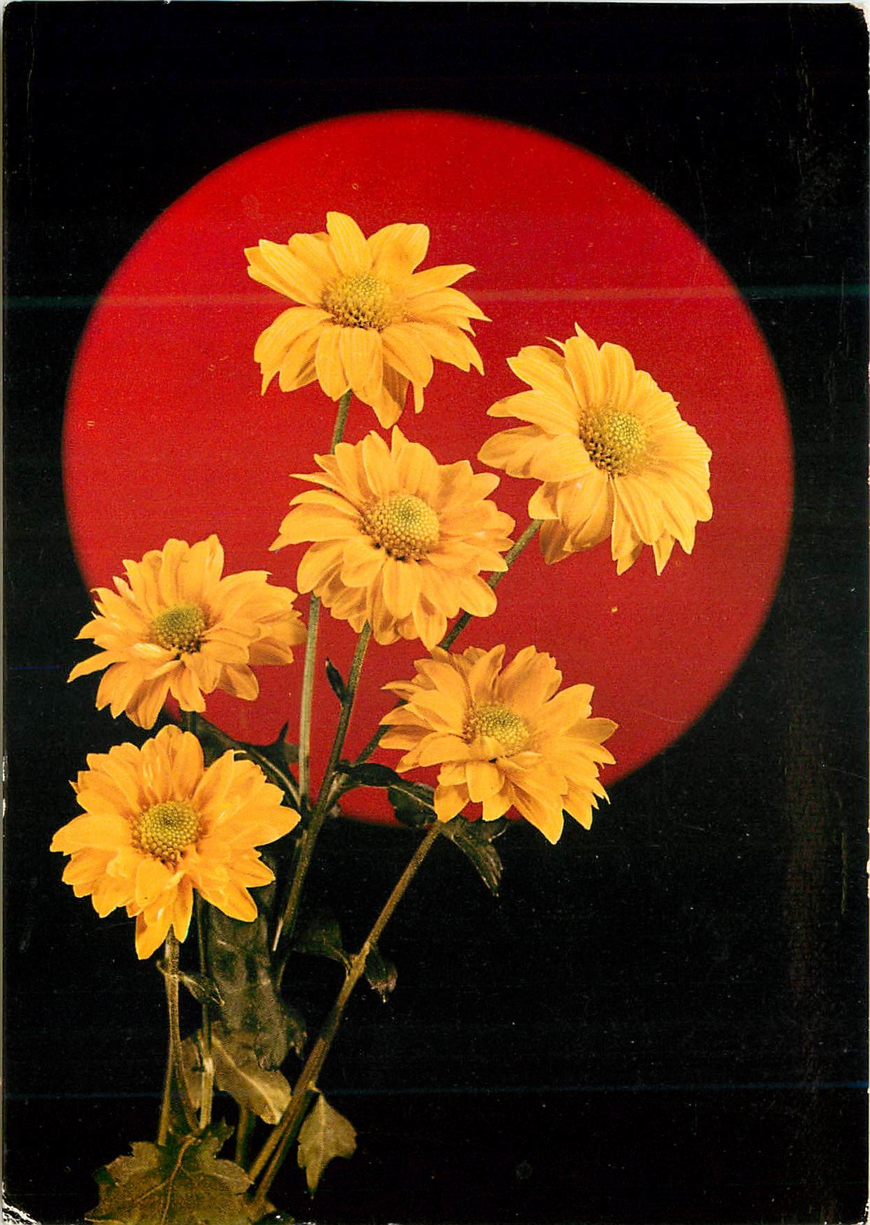 CPM Fleurs