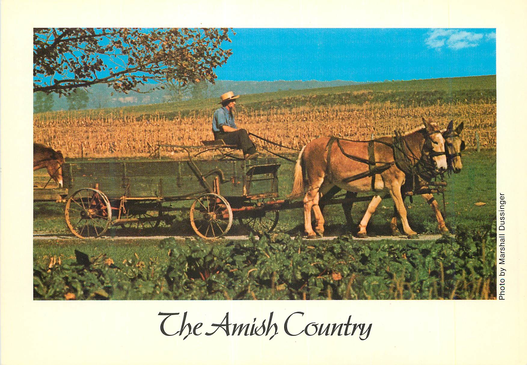 CPM The amish country an amish farmer drives a farm wagon to the fields in order to bring in his harvest Cheval