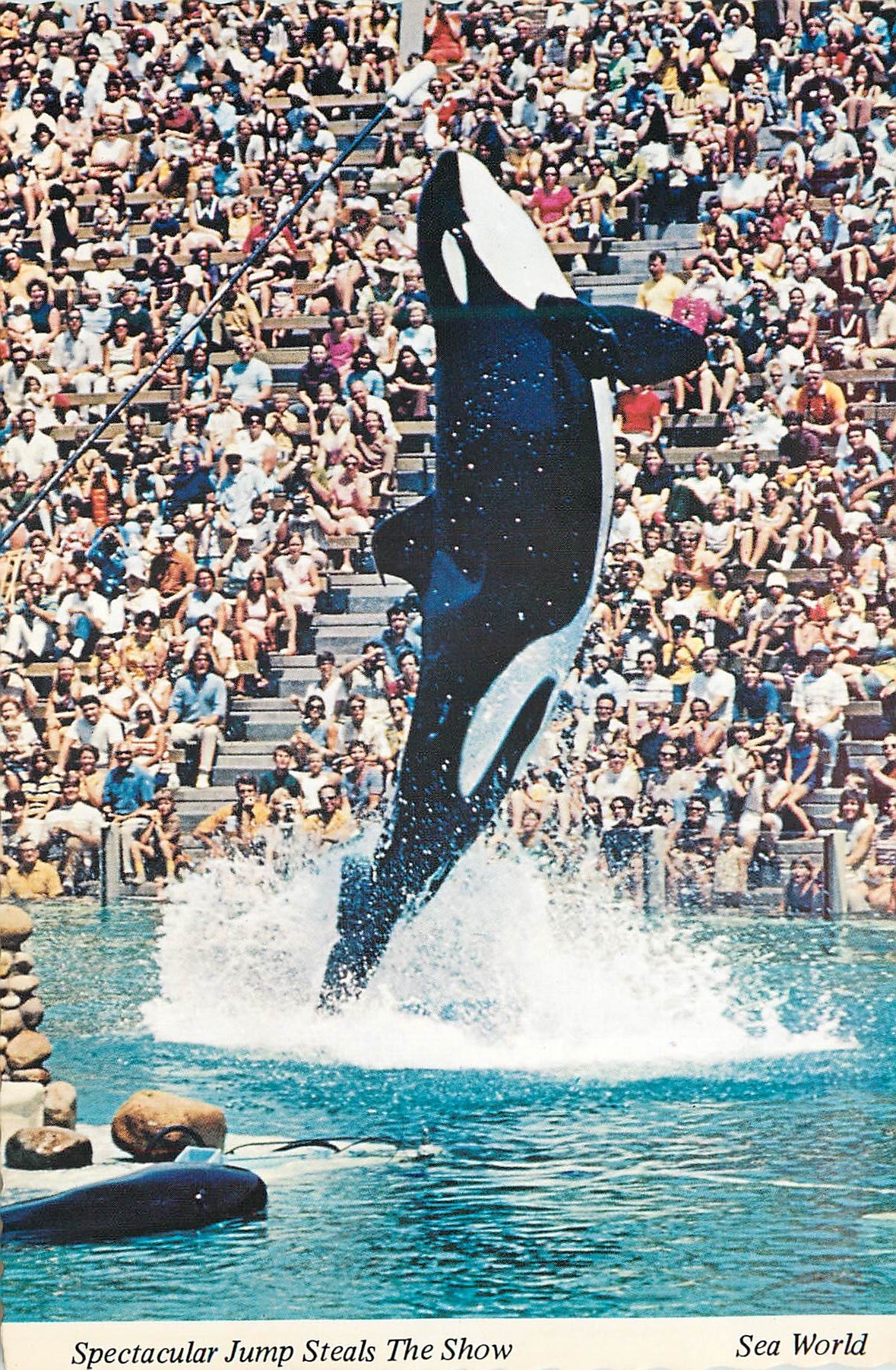 CPM Shamu Sea World's famous killer whale