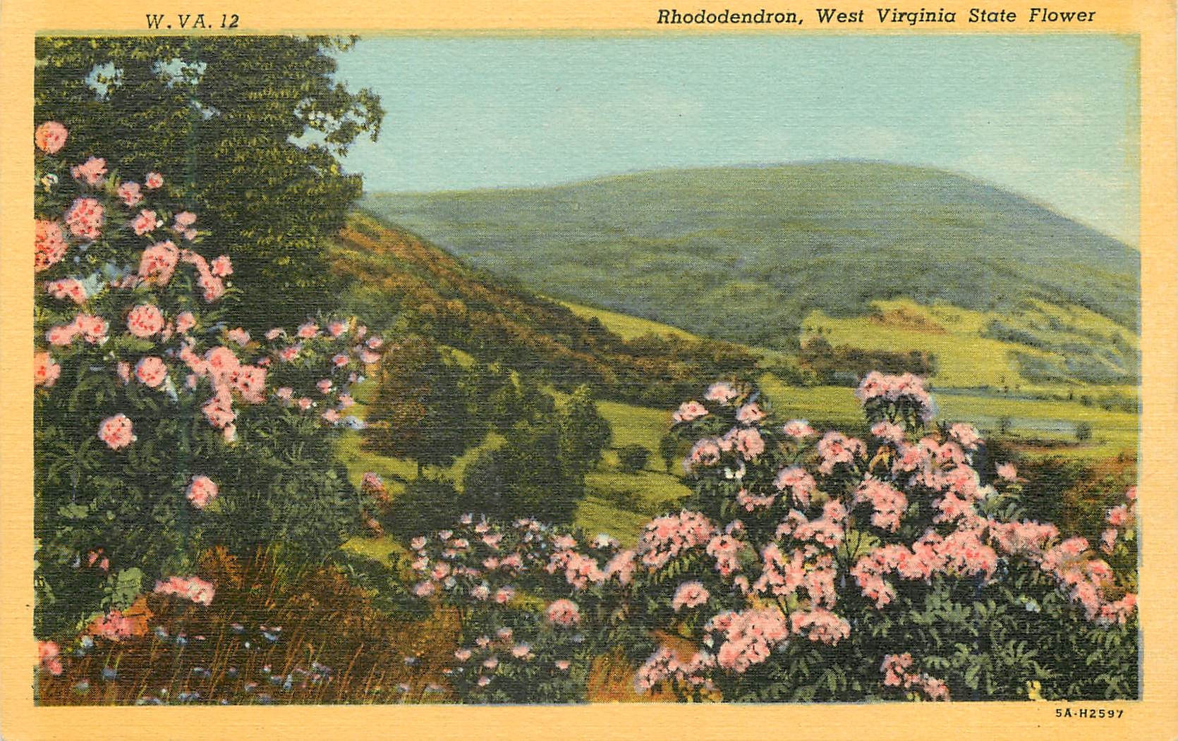 CPA Rhododendron West Virginia State Flower