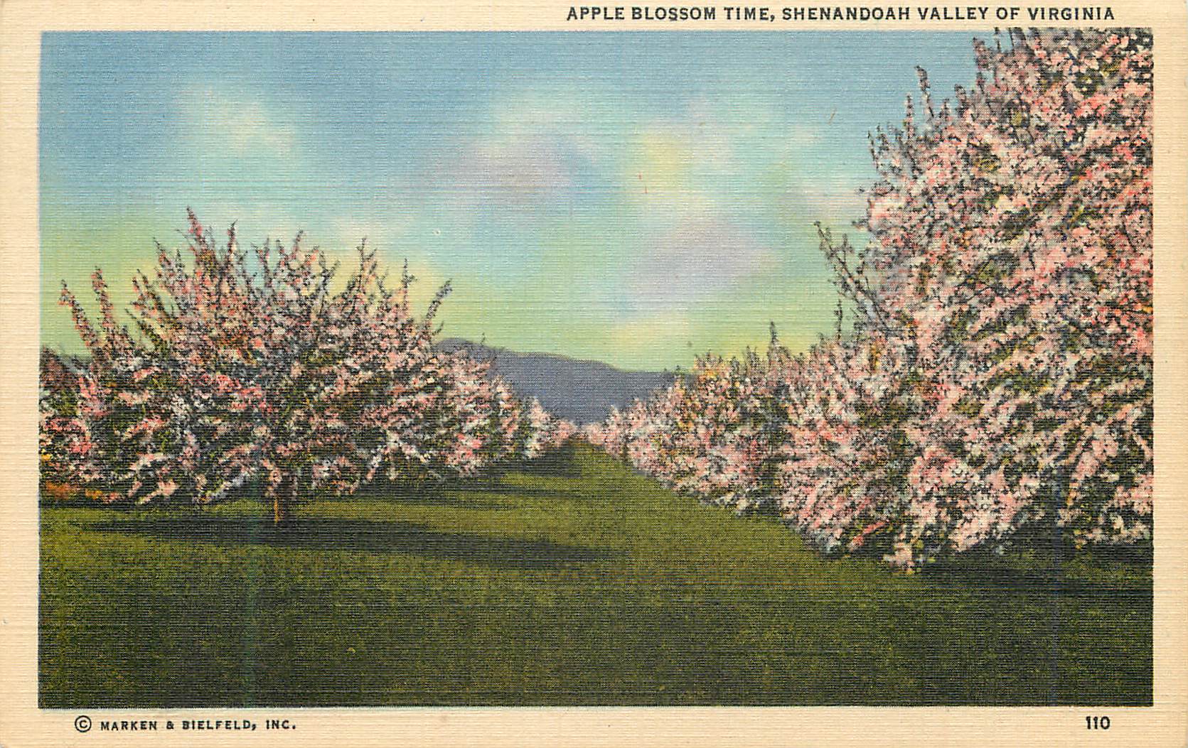CPA Shenandoah Valley of Virginia Apple Blossom