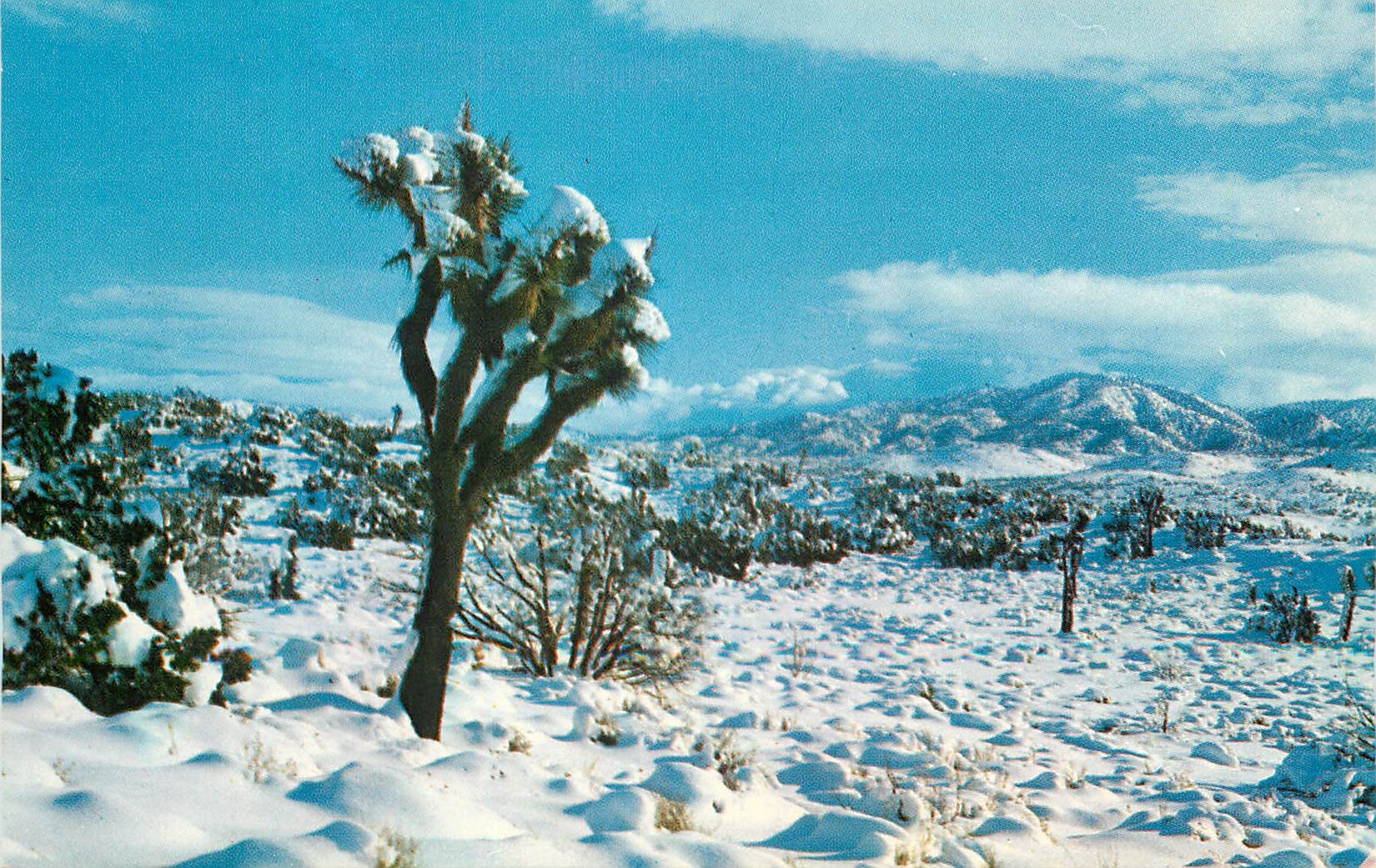 CPA North Hollywood The Desert Yes - Recto