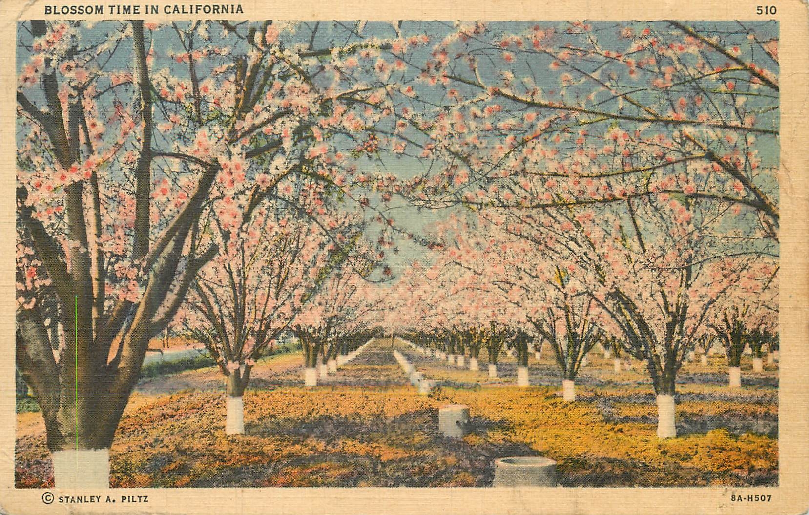 CPA Blossom Time in California