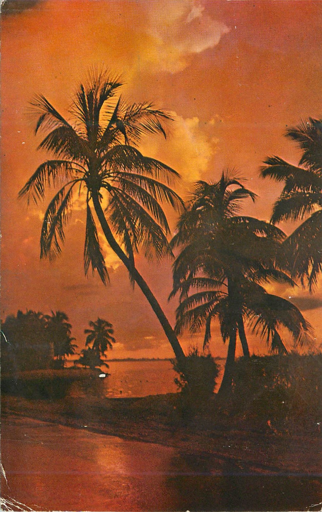 CPM Florida land of tropical beauty
