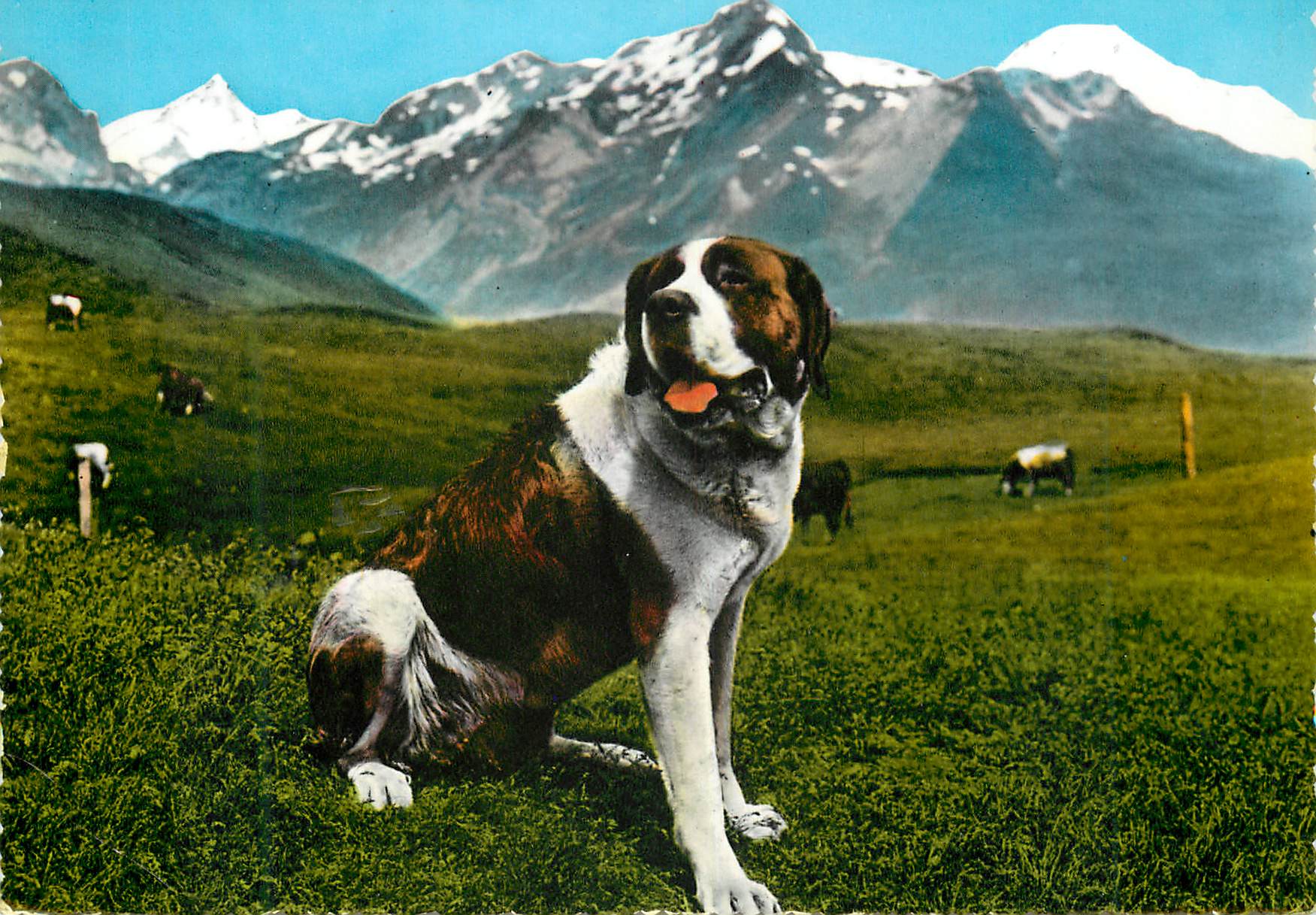 CPM Vallee d'Aosta Exemplaire d'un chien de St Bernard