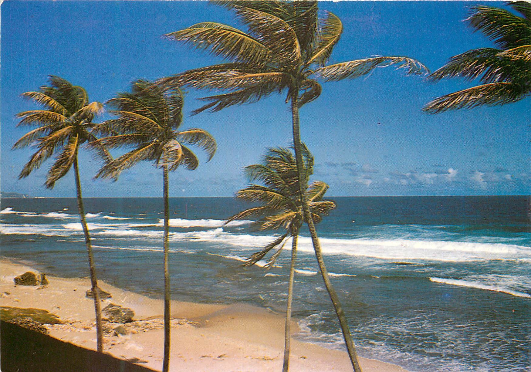 CPM Martinique Plage aux Antilles sous l'Alize