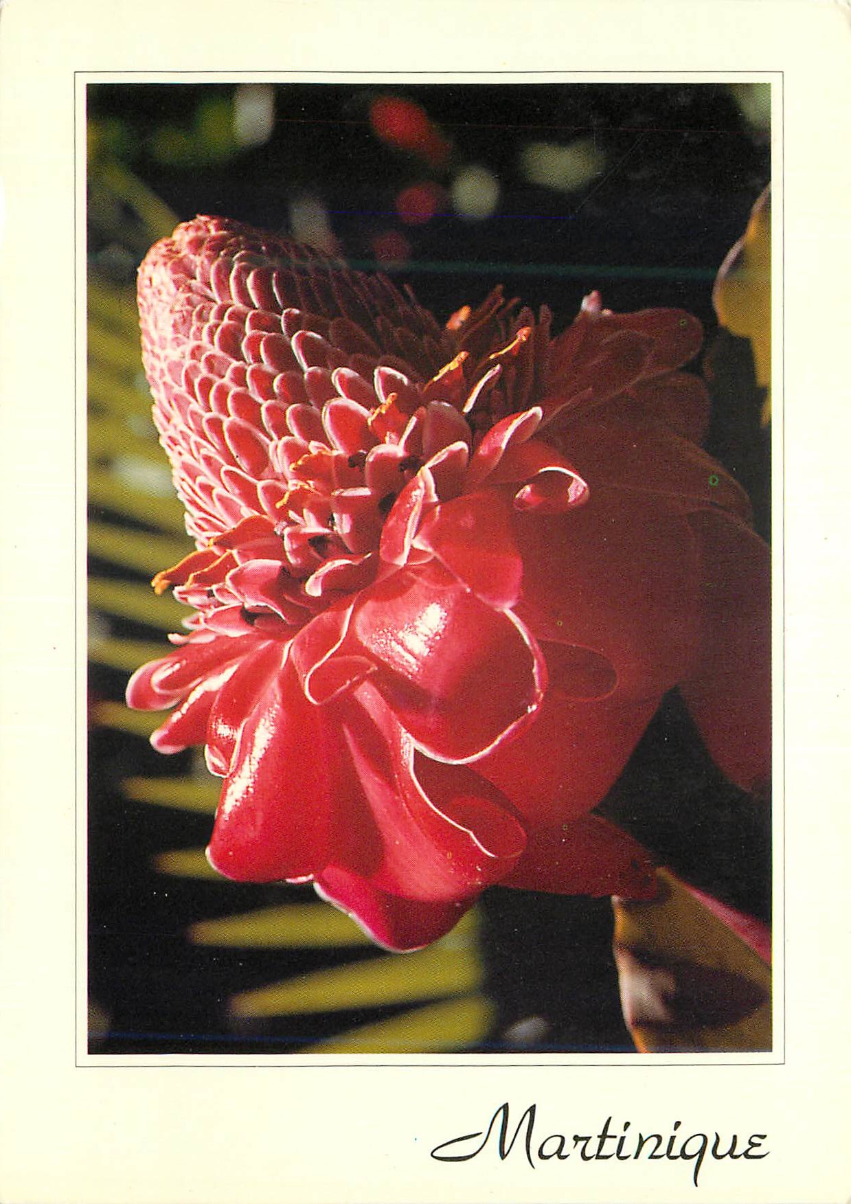 CPM Martinique Rose de Porcelaine