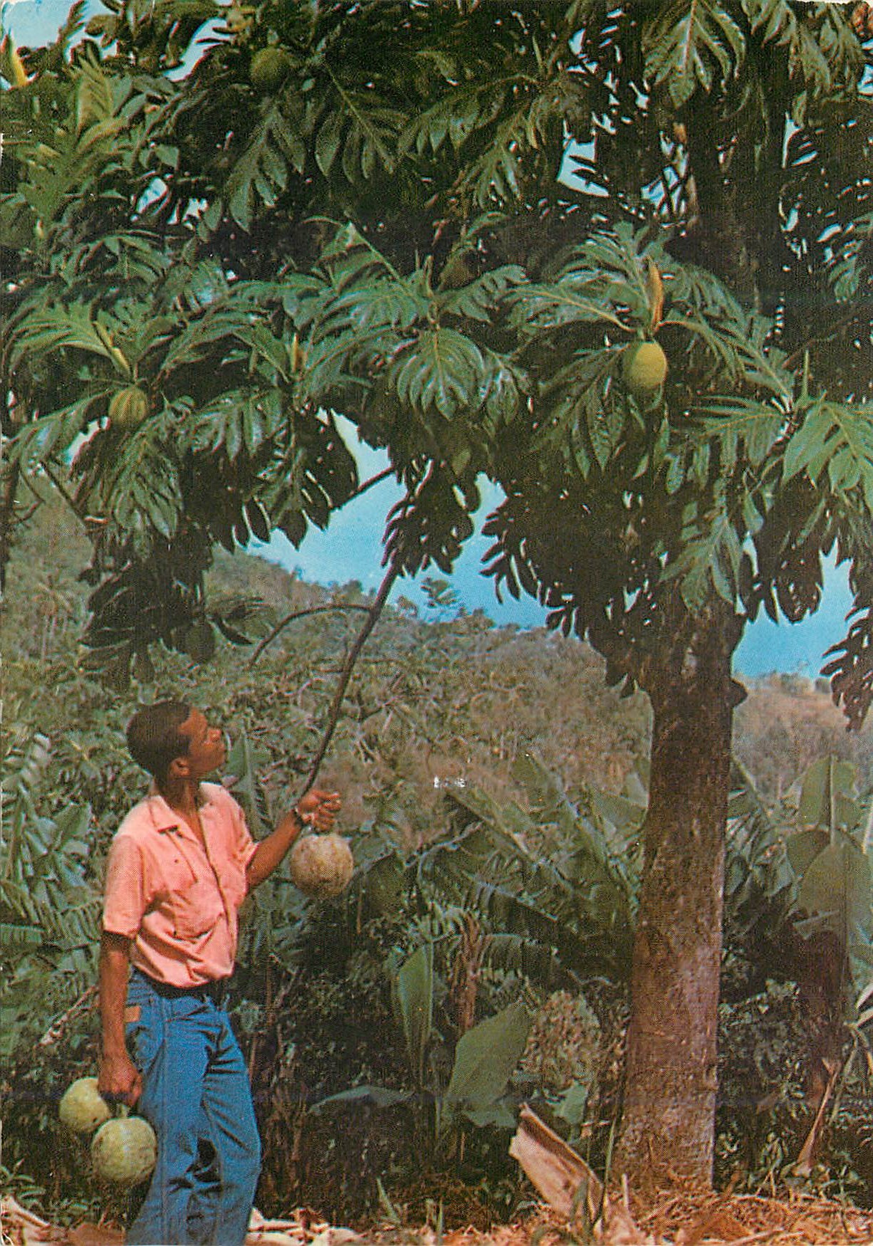 CPM Martinique L'Arbre a pains et ses fruits (Les fruits a pain)