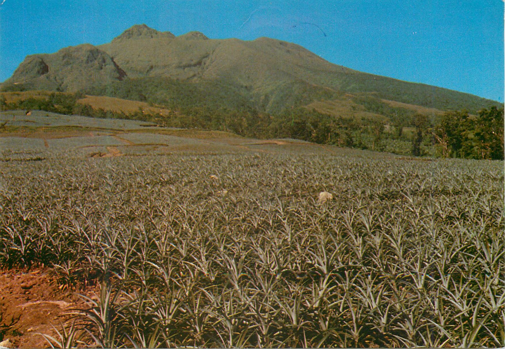 Morne-Rouge - La Montagne Pelée, view of the eastern slope (in the foreground: pineapple field)