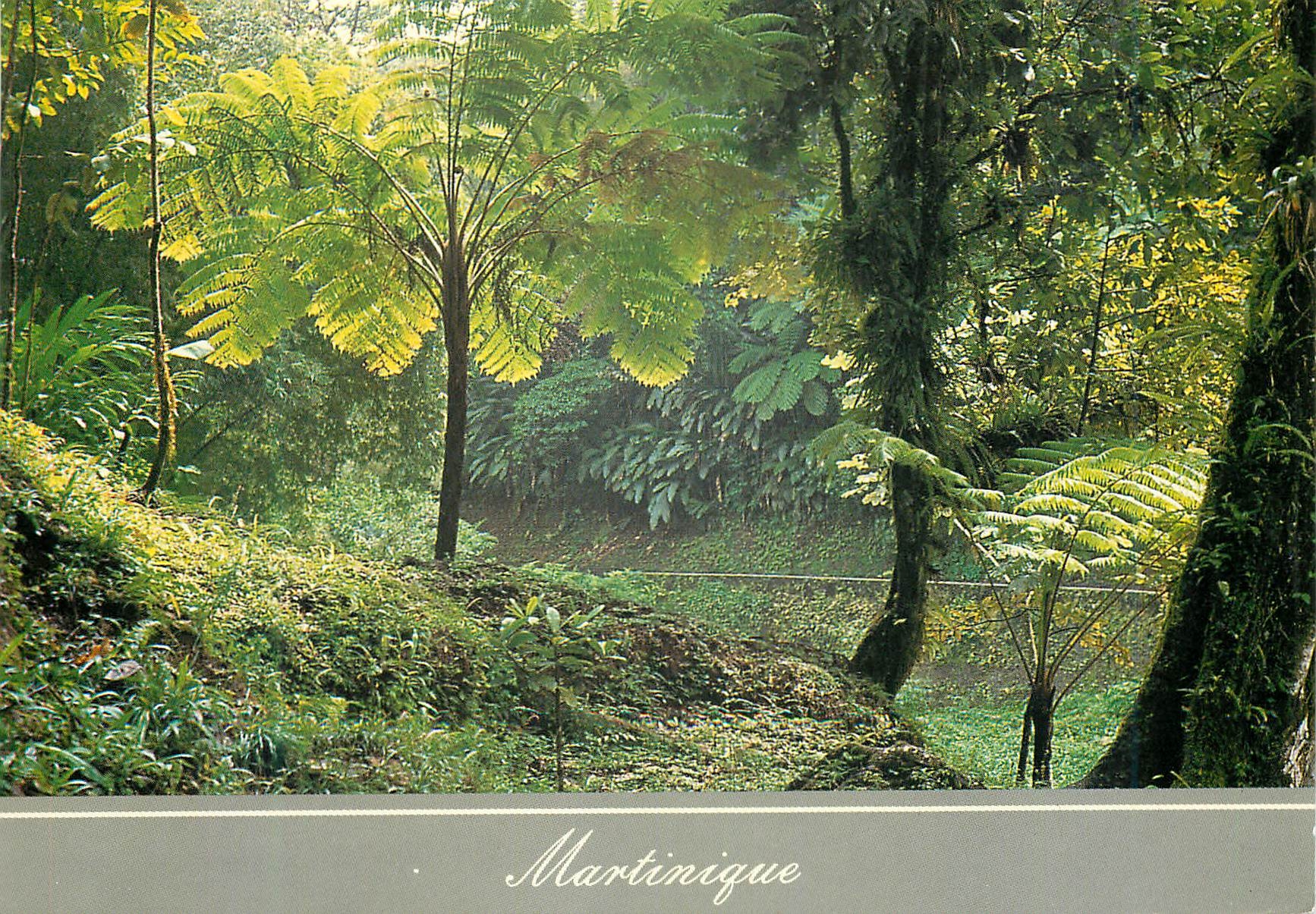 CPM Martinique Fougeres arborescentes Route de la Trace