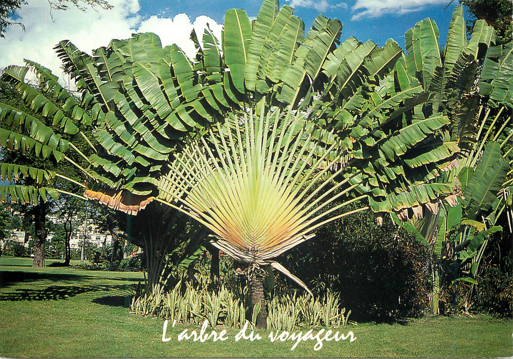 CPM Martinique Fort-de-France place de la savane L'arbre du voyageur