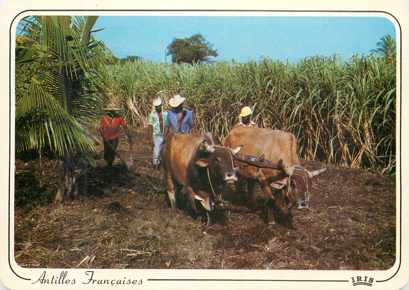 CPM Antilles Francaises Culture de canne Attelage Buffles