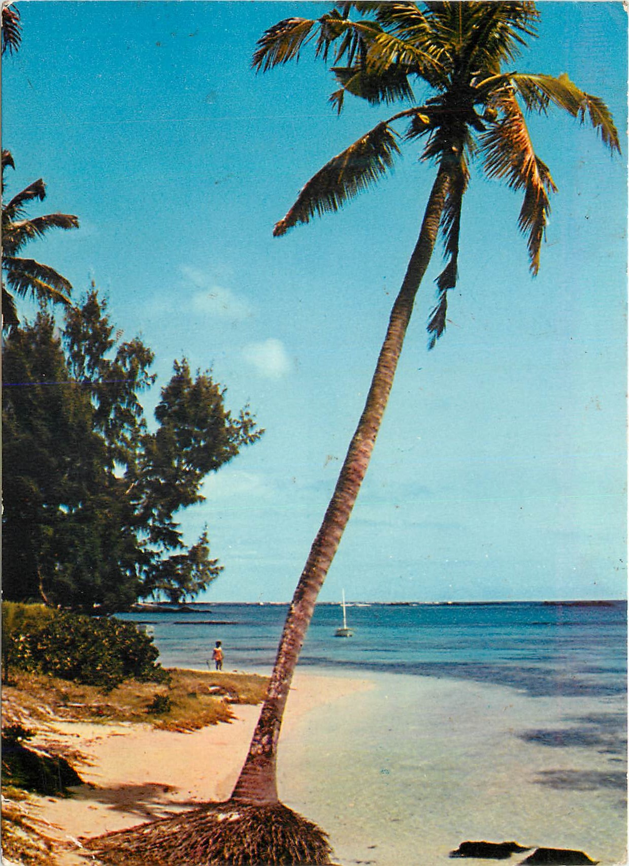 CPM Ile Maurice Cocotier temoin d'une paisible plage de Grand Bec