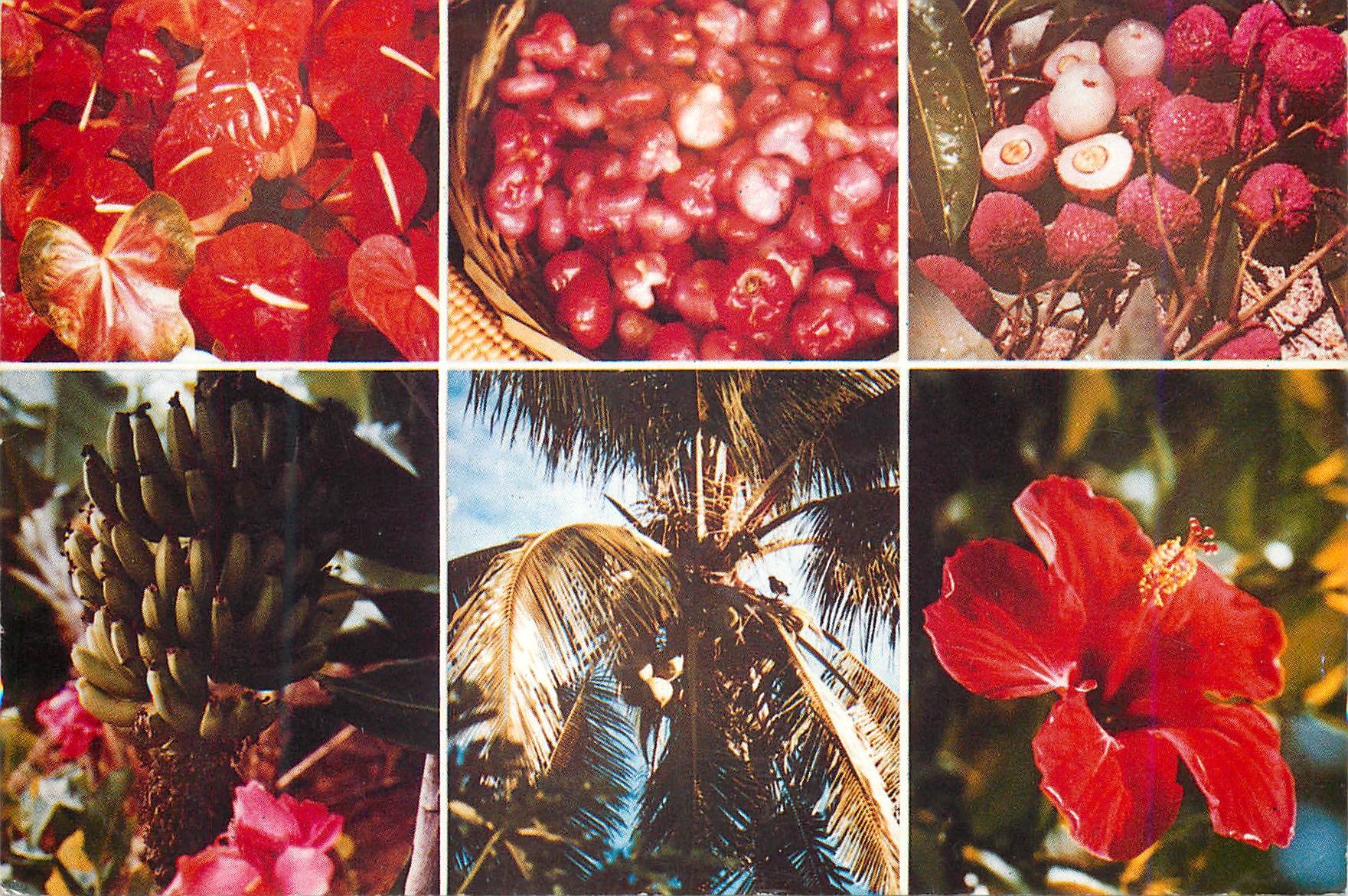 CPM Ile Maurice Fleurs et fruits tropicaux