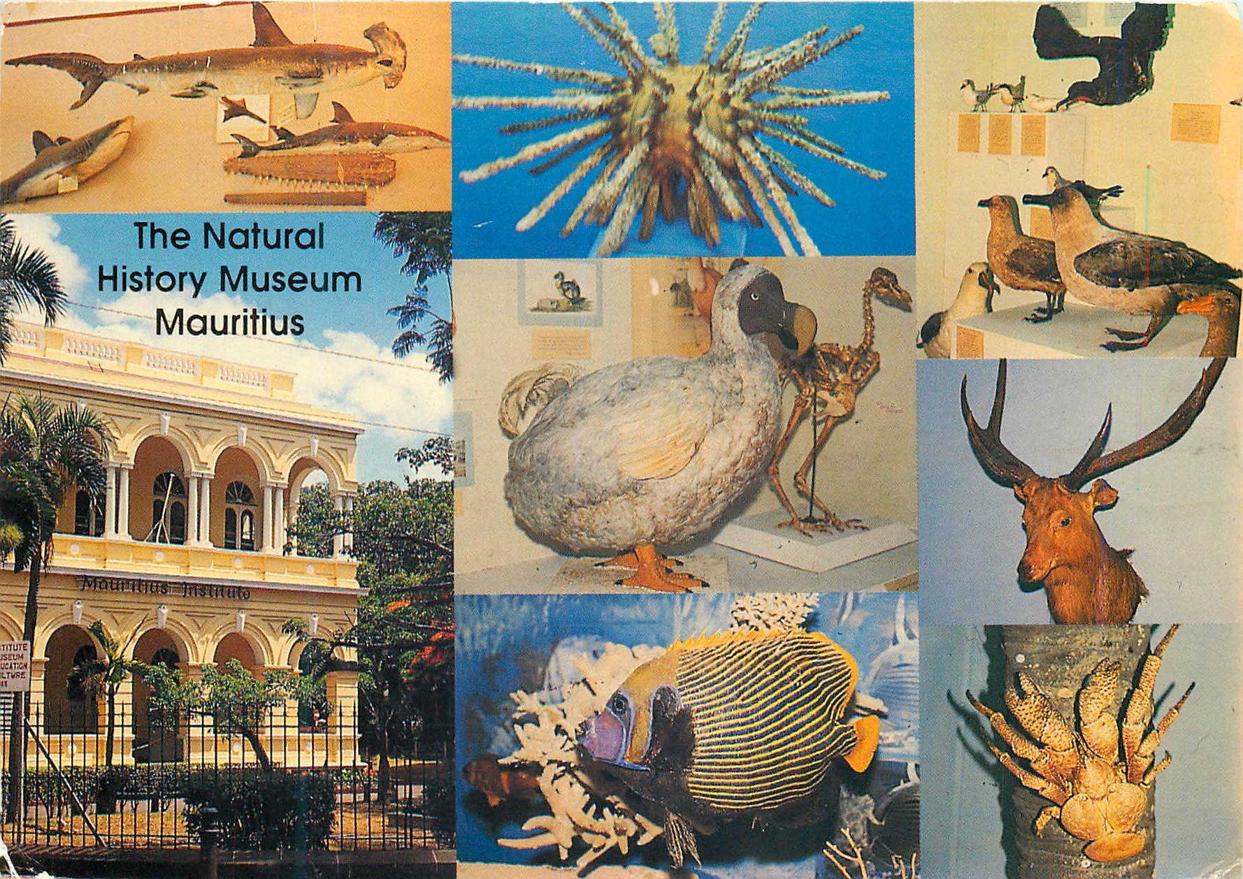 CPM Ile Maurice La Musee d'Histoire Naturelle