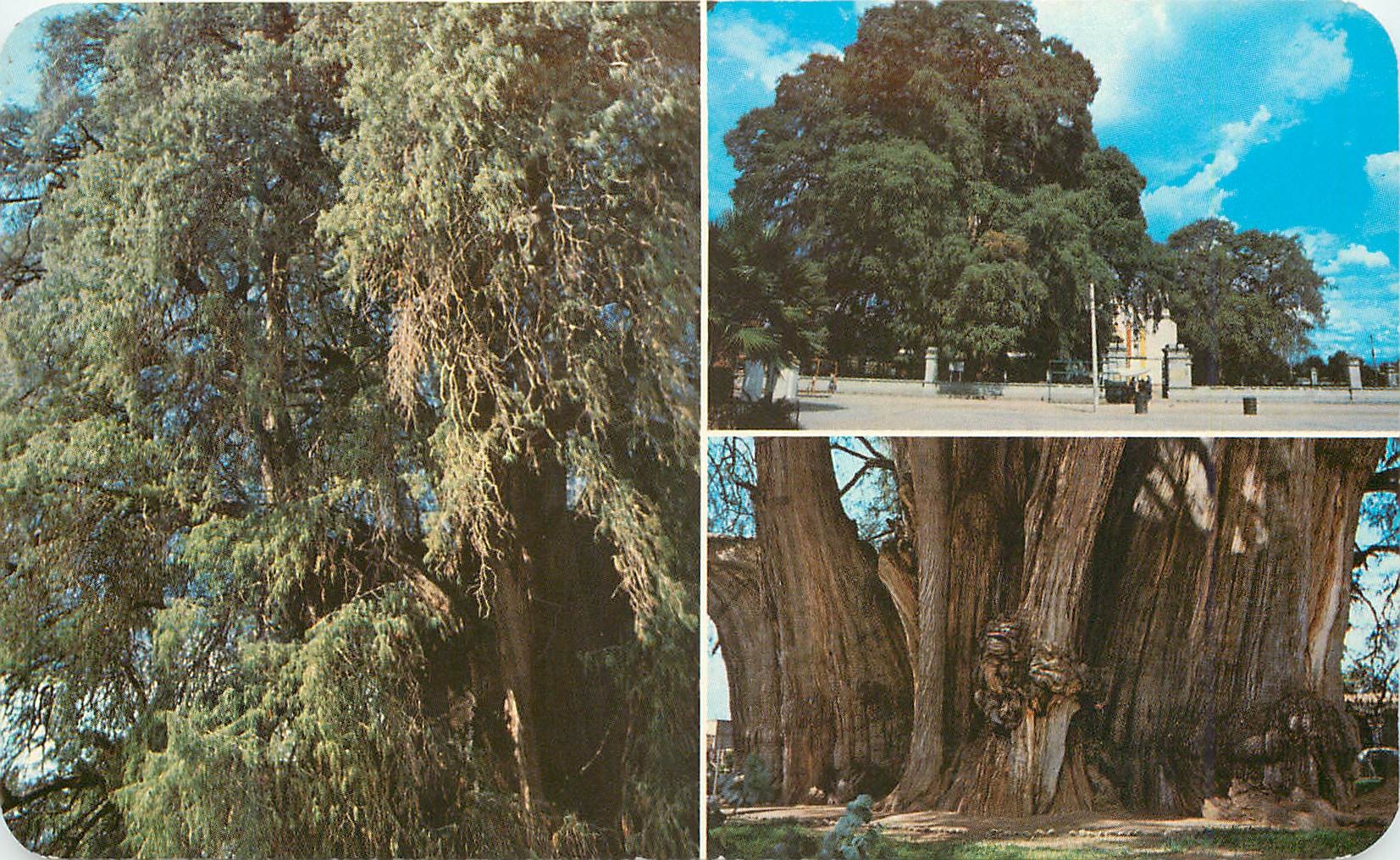 CPM Differents aspects of The Tule Tree Oaxaca Mexico