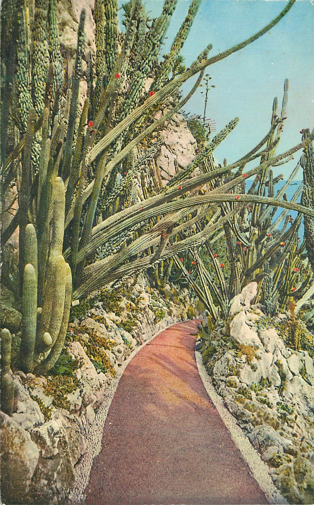 Jardin Exotique de Monaco — Pilocérées Lanatus et Comètes — Imprimerie A.D.I.A. Nice