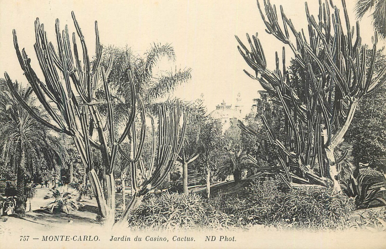 CPA MONTE-CARLO. Jardin du Casino