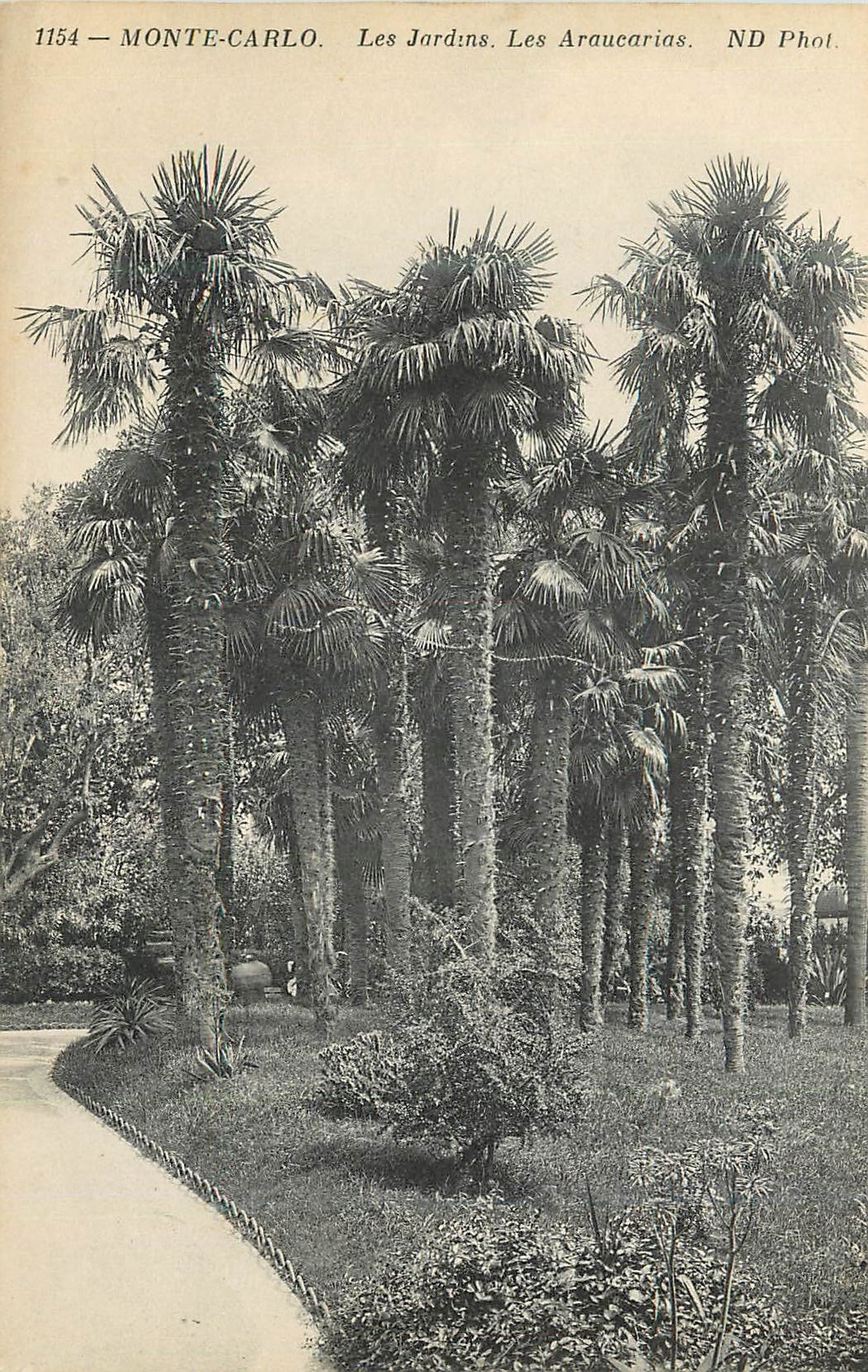 CPA Monte-carlo Les Jardins. Les Araucarias.