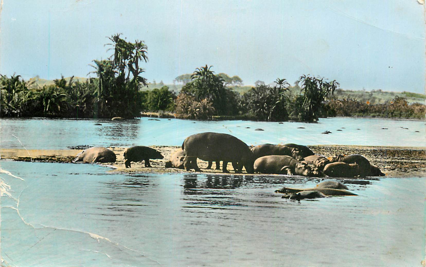 CPM FAUNE AFRICAINE  Hippopotames au bain (Cl. Mahuzier)